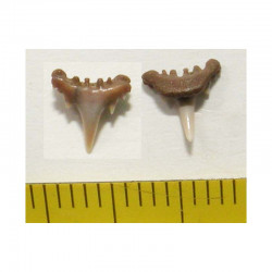 1 dent de requin Synechodus lerichei  ( 004 )