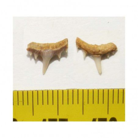 1 dent de requin Synechodus lerichei  ( 005 )