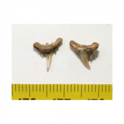 1 dent de requin Synechodus lerichei  ( 006 )
