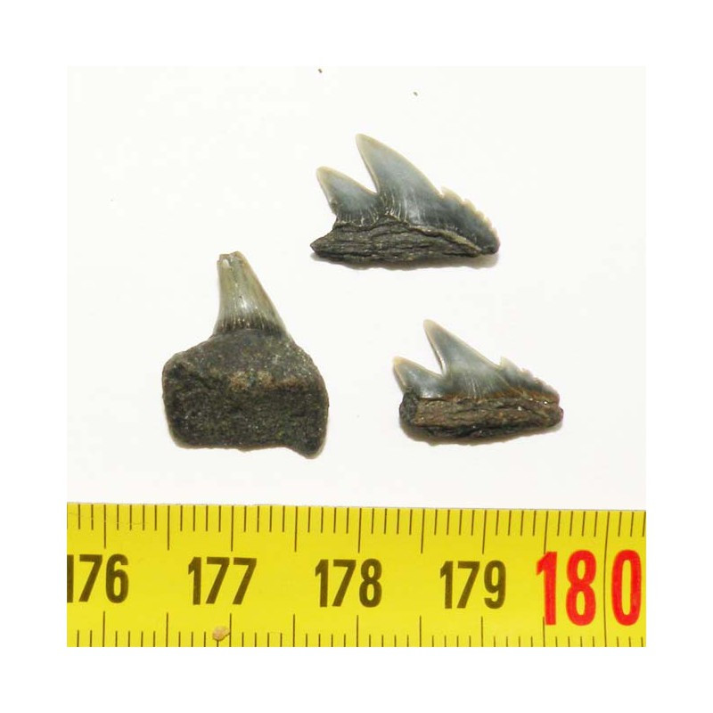 3 dents de requin Notorynchus primigenius ( Pays Bas - 004 )