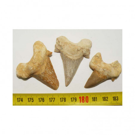 3 dents Fossiles de requin Lamna Obliqua ( 004 )