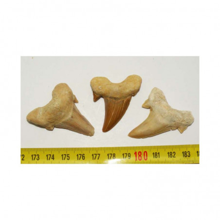 3 dents Fossiles de requin Lamna Obliqua ( 005 )