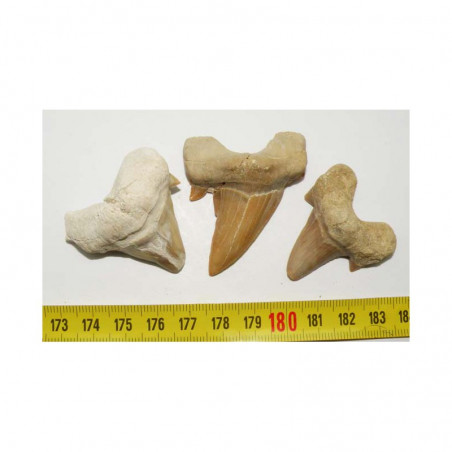 3 dents Fossiles de requin Lamna Obliqua ( 006 )