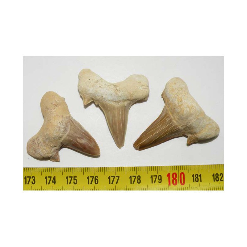 3 dents Fossiles de requin Lamna Obliqua ( 011 )
