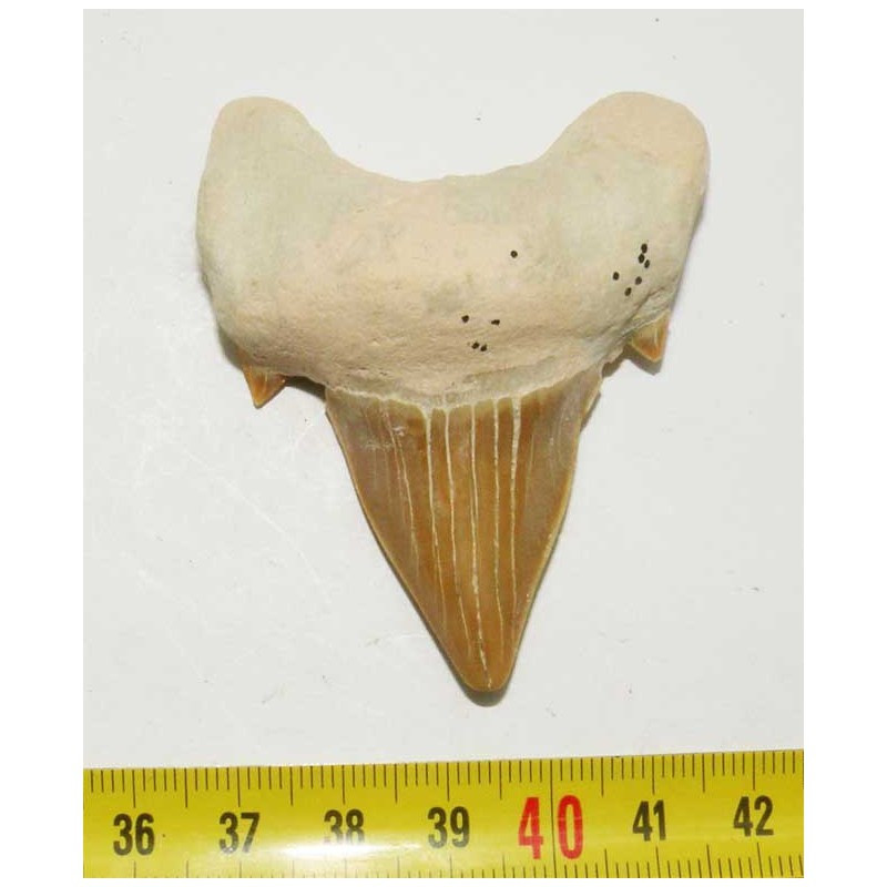 dent Fossile de requin Lamna Obliqua ( 6.3 cms - 016 )