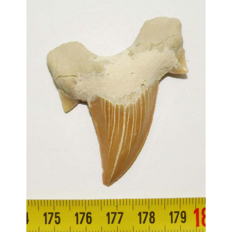dent Fossile de requin Lamna Obliqua ( 5.8 cms - 017 )