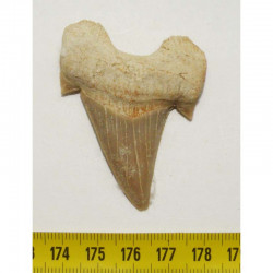 dent Fossile de requin Lamna Obliqua ( 5.7 cms - 019 )