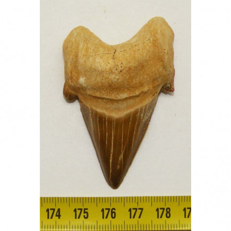 dent Fossile de requin Lamna Obliqua ( 6.6 cms - 020)