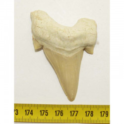 dent Fossile de requin Lamna Obliqua ( 5.5 cms - 021 )