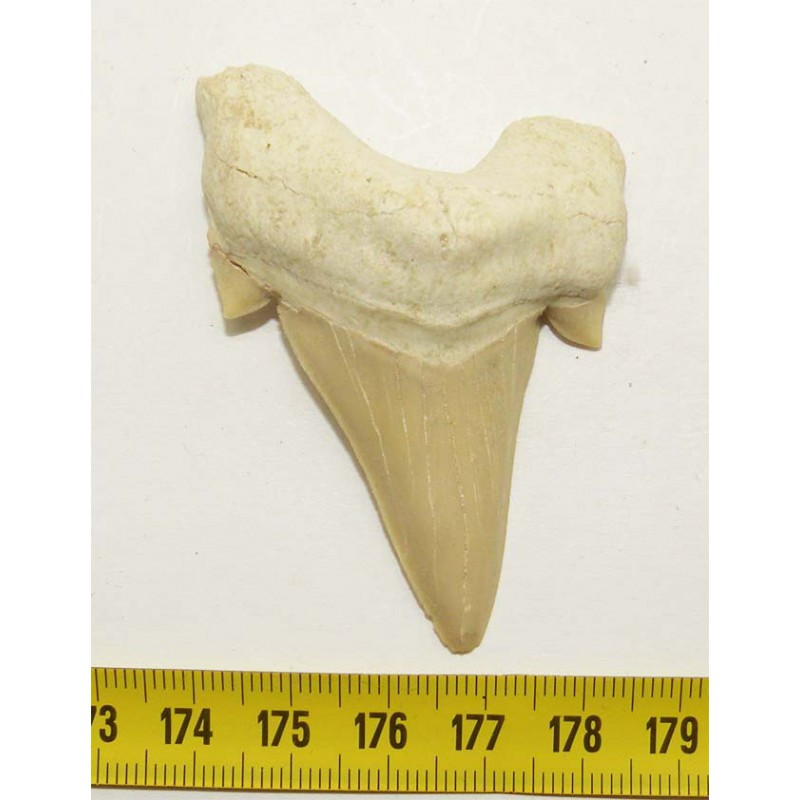dent Fossile de requin Lamna Obliqua ( 5.5 cms - 021 )