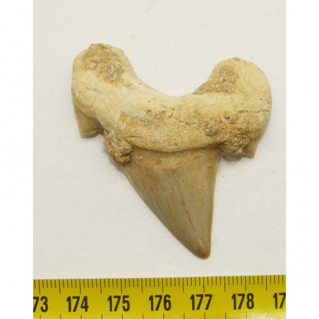 dent Fossile de requin Lamna Obliqua ( 5.9 cms - 023 )