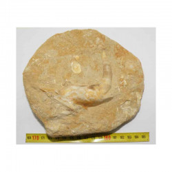 Fossiles d Enchodus Lybicus préhistorique (  005 )