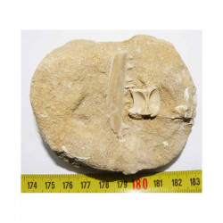 Fossiles de Ichthyodectes préhistorique (  002 )
