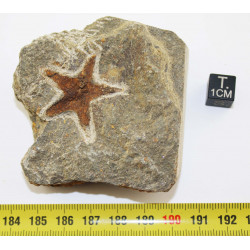 Étoile de mer fossile...