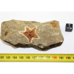 Étoile de mer fossile...