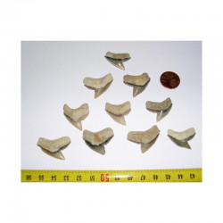 10 dents de requin Galeocerdo Cuvier ( USA - 020 )