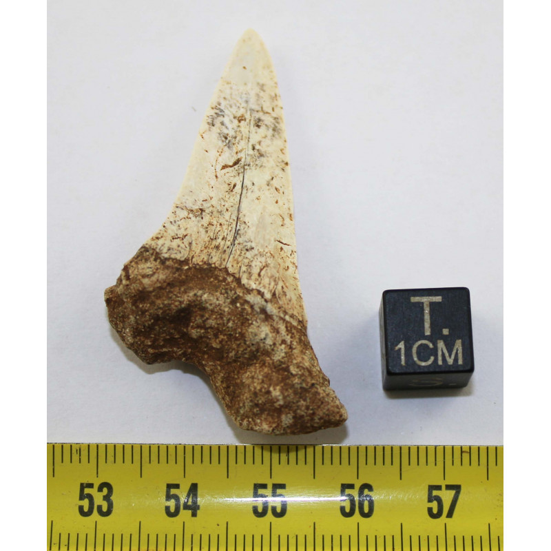 OUNONA 4 Pièces Fossiles Dents De Requin Dans Boîte - Spécimen Paléontologie Décoration Enseignement