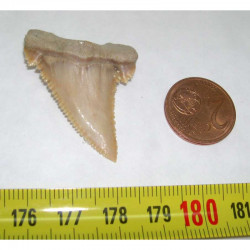 dent de requin Palaeocarcharodon orientalis ( 4.0 cm - 036 )