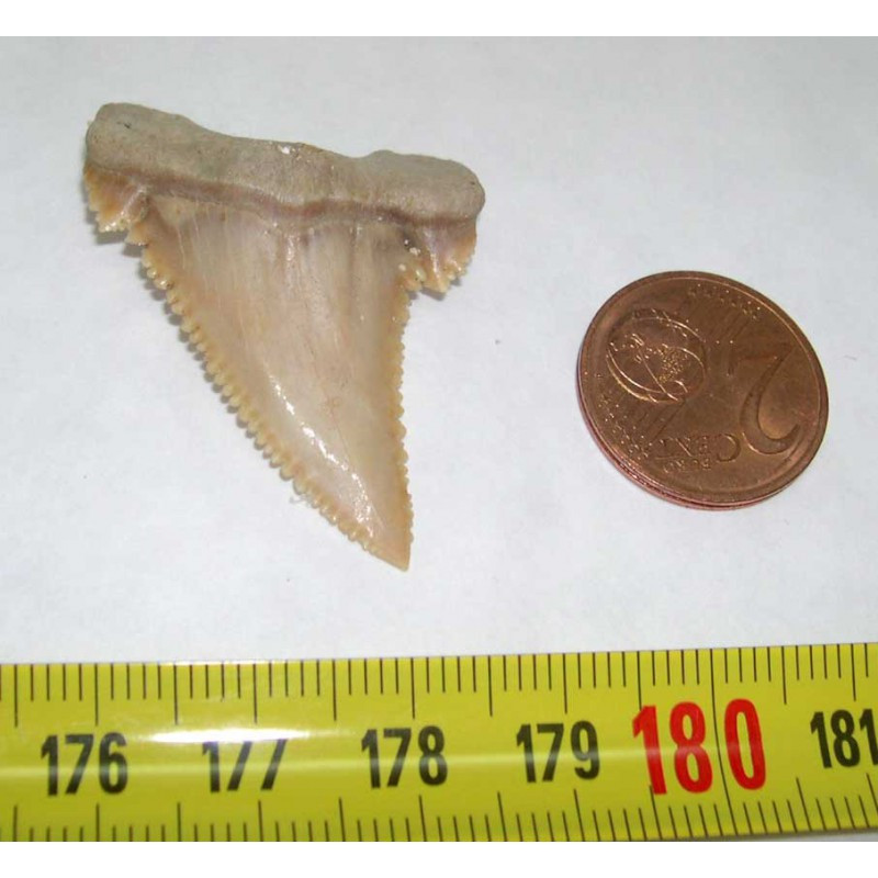 dent de requin Palaeocarcharodon orientalis ( 4.0 cm - 036 ) dent de requin Palaeocarcharodon orientalis ( 4.0 cm - 036 )