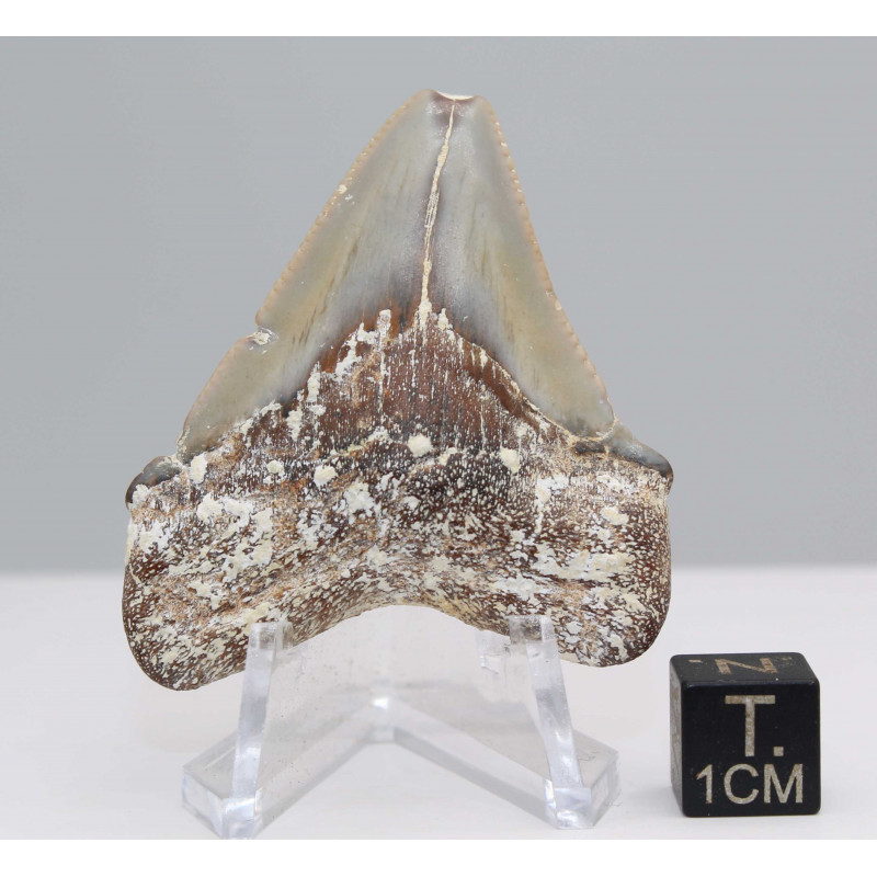 Pot Cloche En Verre Avec Fragment Dent Requin Mégalodon – Fossile Authentique Déco