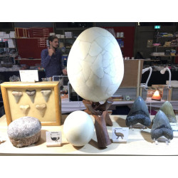 Dent de bébé dinosaure Spinosaurus Aegypticus dans une boite (Maroc - 3.0 centimètres - 226**)