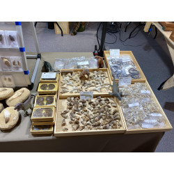 Dent de bébé dinosaure Spinosaurus Aegypticus dans une boite (Maroc - 3.0 centimètres - 226**)