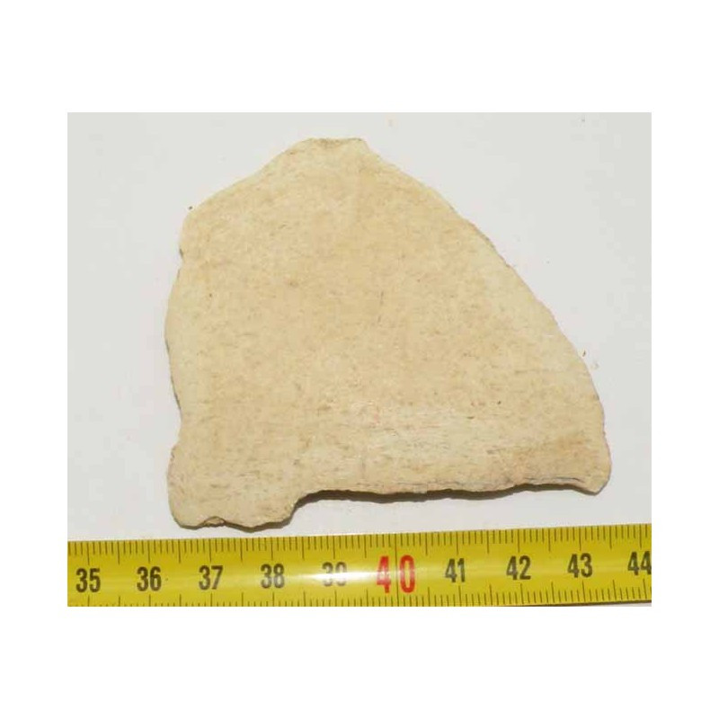 Fragment de coquille d oeuf fossile d Aepyornis ( 009) Fragment de coquille d oeuf fossile d Aepyornis ( 009)