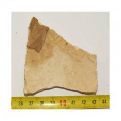 Fragment de coquille d oeuf fossile d Aepyornis ( 005)