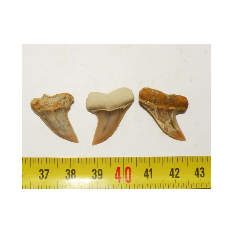 3 dents de requin Isurus planus ( 001 ) 3 dents de requin Isurus planus ( 001 )