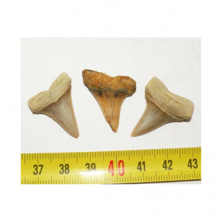 3 dents de requin Isurus Hastalis ( 059 )