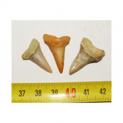 3 dents de requin Isurus Hastalis ( 060 )