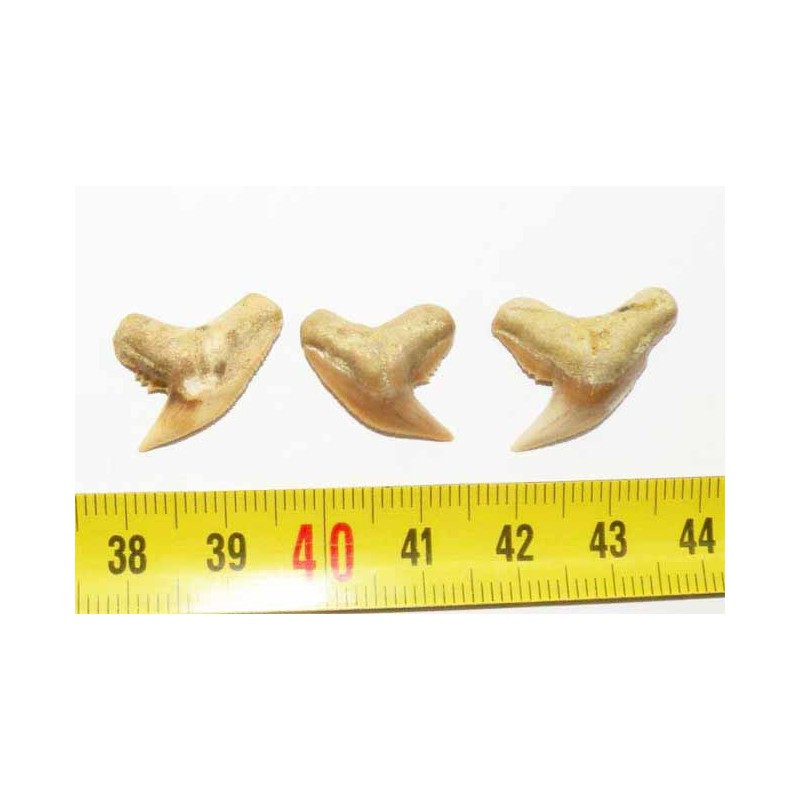 3 dents de requin Galeocerdo  ( 006 )