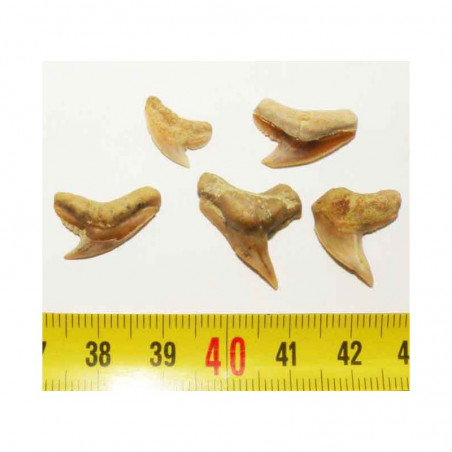 5 dents de requin Galeocerdo  ( 009 )