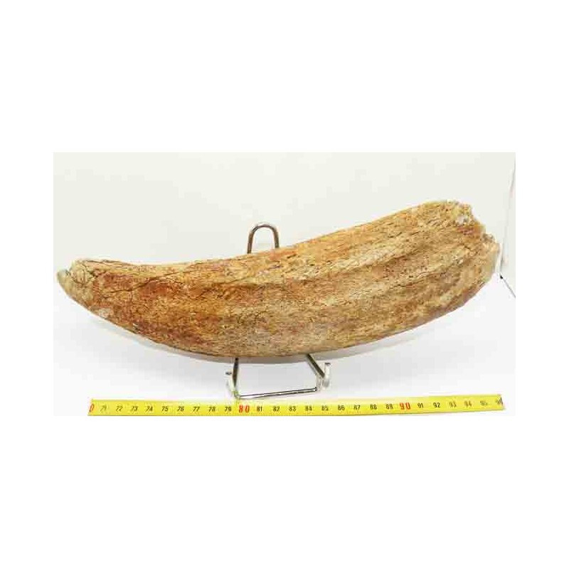 Corne de Bison prehistorique ( 030 )