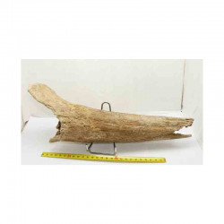 Corne de Bison prehistorique ( 035 )