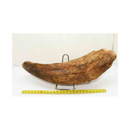 Corne de Bison prehistorique ( 036 )
