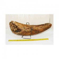 Corne de Bison prehistorique ( 036 )