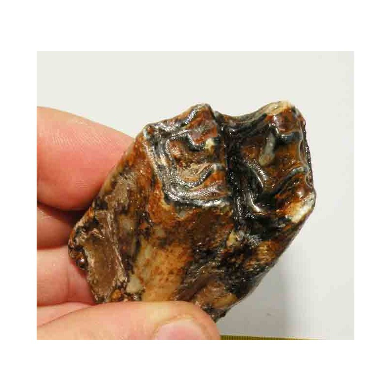 Dent de renne ou chevreuil prehistorique ( 004 )
