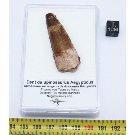 Dent de dinosaure Spinosaurus Aegypticus dans une boite (Maroc - 4.9 centimètres - 222**)