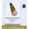 Dent de dinosaure Spinosaurus Aegypticus dans une boite (Maroc - 4.9 centimètres - 222**)