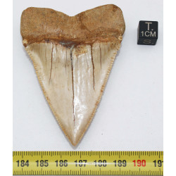 Dent fossile de requin Carcharodon Carcharias ( Chili - 7.4 centimètres )