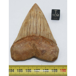 Dent fossile de requin Carcharodon Carcharias ( Chili - 7.4 centimètres )