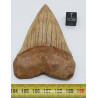 Dent fossile de requin Carcharodon Carcharias ( Chili - 7.4 centimètres )