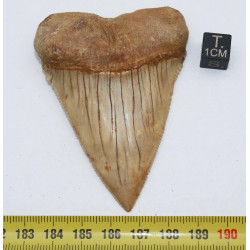 Dent fossile de requin Carcharodon Carcharias ( Chili - 7.4 centimètres )