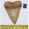 Dent fossile de requin Carcharodon Carcharias ( Chili - 7.4 centimètres )