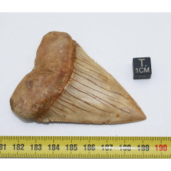 Dent fossile de requin Carcharodon Carcharias ( Chili - 7.4 centimètres )