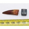 Dent de bébé dinosaure Spinosaurus Aegypticus dans une boite (Maroc - 3.0 centimètres - 226**)