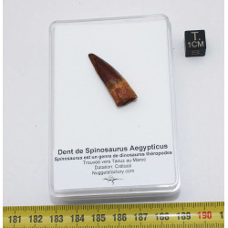 Dent de bébé dinosaure Spinosaurus Aegypticus dans une boite (Maroc - 3.0 centimètres - 226**)