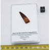 Dent de bébé dinosaure Spinosaurus Aegypticus dans une boite (Maroc - 3.0 centimètres - 226**)