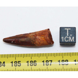 Dent de bébé dinosaure Spinosaurus Aegypticus dans une boite (Maroc - 3.0 centimètres - 226**)